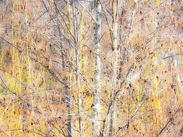 Gulin, Sylvia 아티스트의 USA-Washington State-Bellevue-Alder tree with lichen and catkins early spring작품입니다.